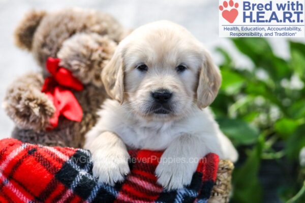 Image of Ivy, a Golden Retriever puppy
