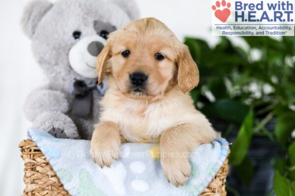 Image of Jade, a Golden Retriever puppy