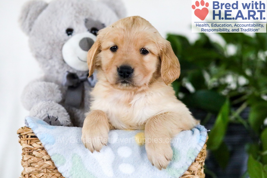 Jade Image of Jade, a Golden Retriever puppy