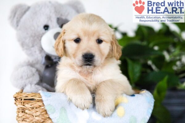 Image of Jasmine (trained), a Golden Retriever puppy
