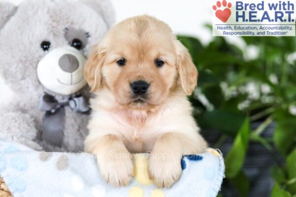 Image of Joy, a Golden Retriever puppy