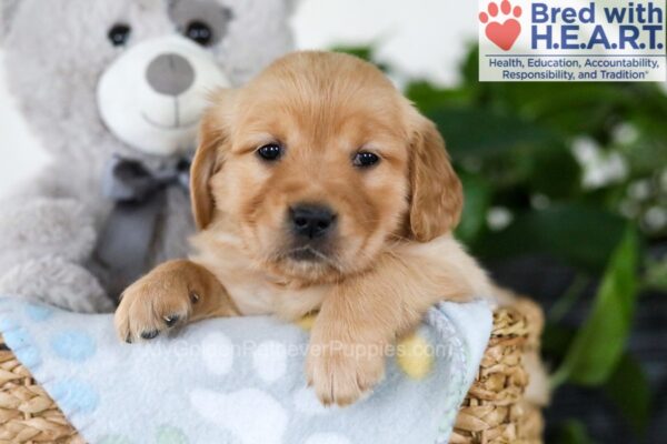 Image of Julie, a Golden Retriever puppy