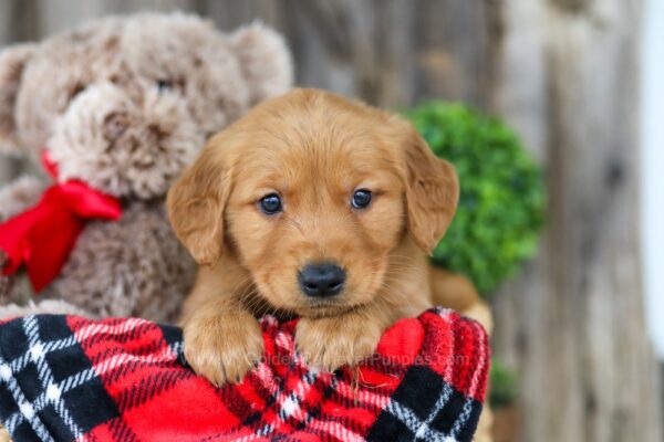 Image of King, a Golden Retriever puppy