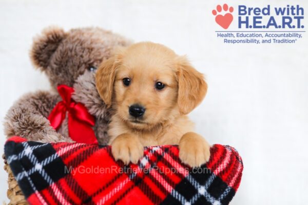 Image of Laila, a Golden Retriever puppy