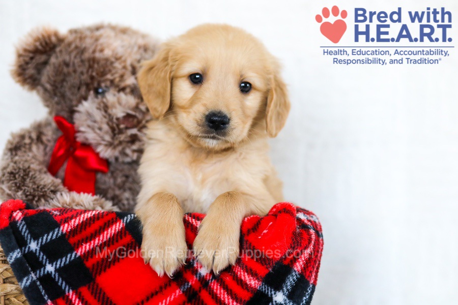 Les - My Golden Retriever Puppies