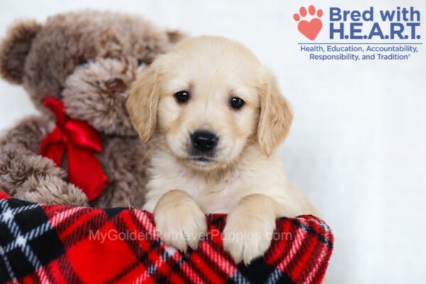Image of Lulu, a Golden Retriever puppy