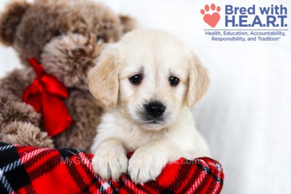 Image of Louie, a Golden Retriever puppy