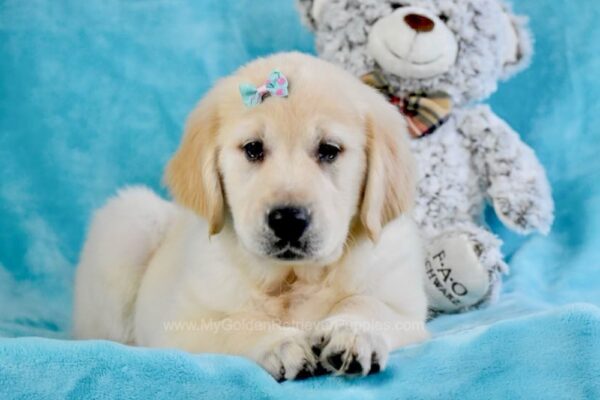 Image of Love, a Golden Retriever puppy