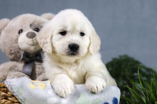 Image of Magic, a Golden Retriever puppy