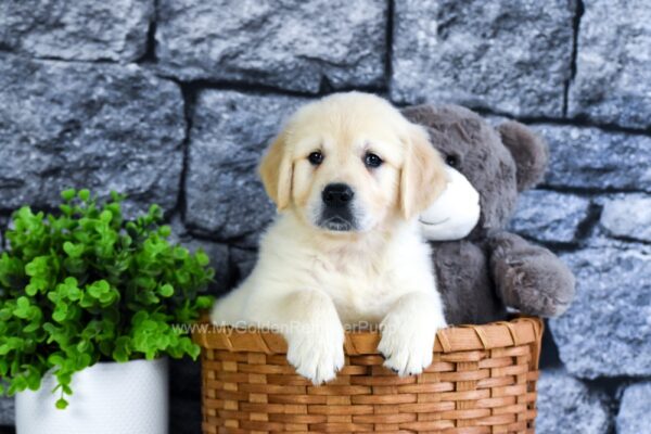 Image of Oreo, a Golden Retriever puppy
