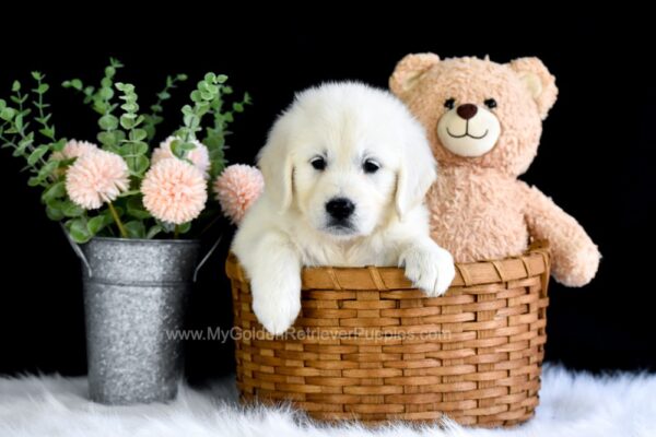 Image of Ranae, a Golden Retriever puppy
