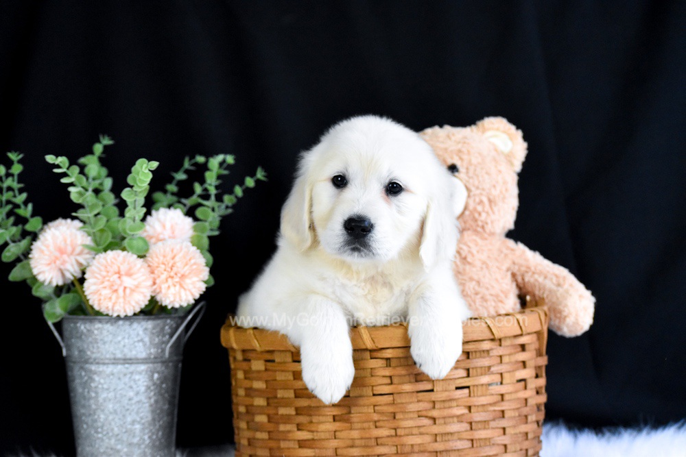 Ripley My Golden Retriever Puppies