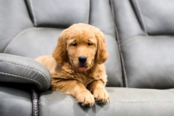 Image of Skylar, a Golden Retriever puppy