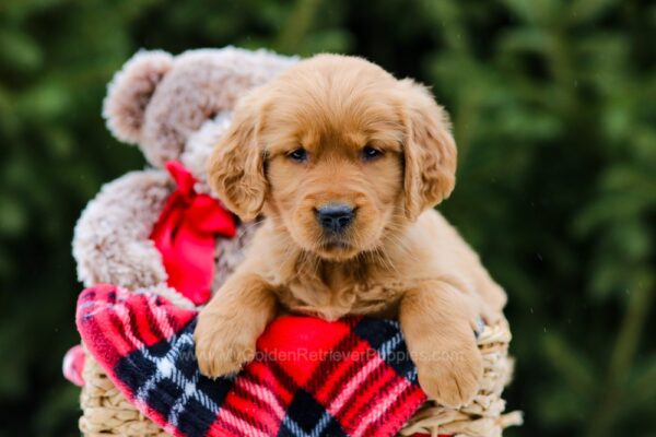 Image of Stella, a Golden Retriever puppy