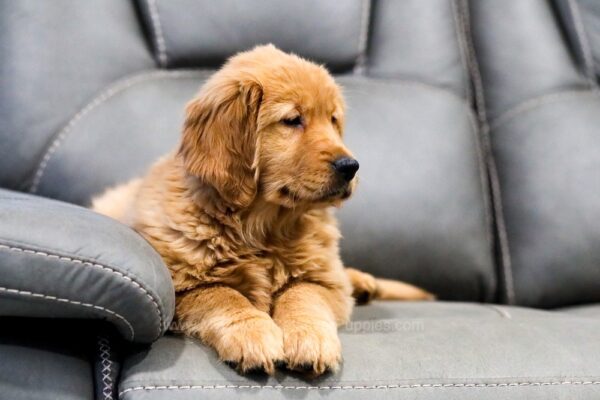 Image of Sydney, a Golden Retriever puppy