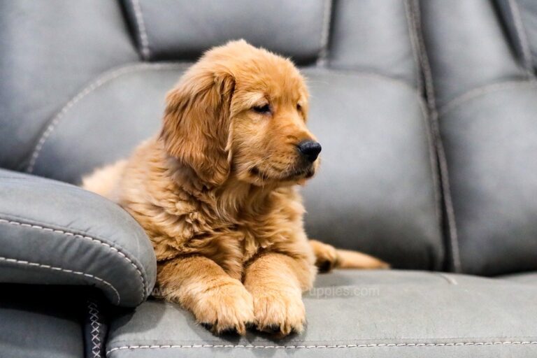Sydney My Golden Retriever Puppies