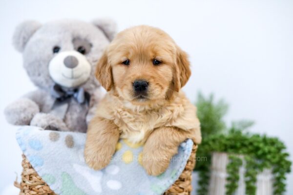 Image of Tara, a Golden Retriever puppy