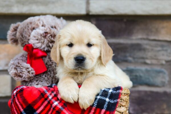 Image of Titus, a Golden Retriever puppy