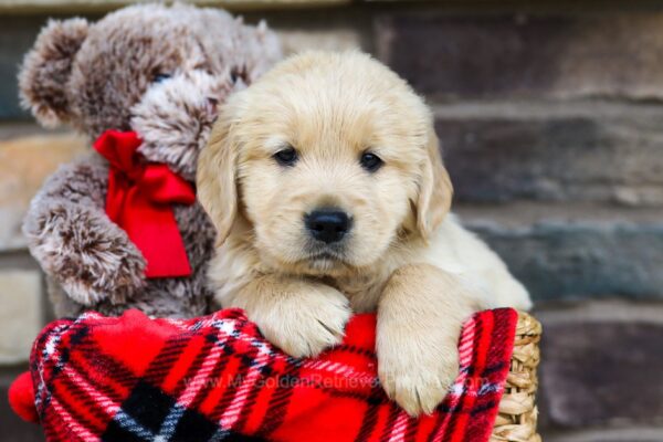Image of Todd, a Golden Retriever puppy