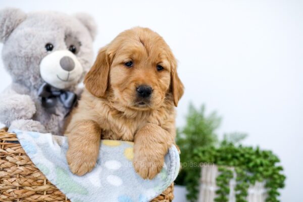 Image of Tootsie, a Golden Retriever puppy