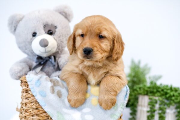 Image of Toro, a Golden Retriever puppy