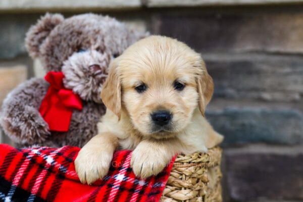 Image of Traci, a Golden Retriever puppy