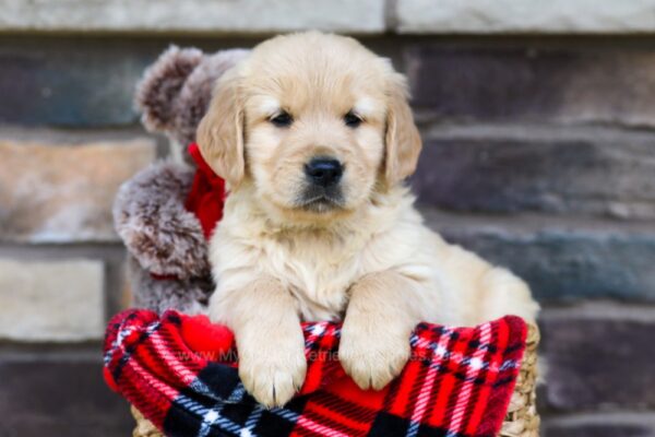 Image of Travis, a Golden Retriever puppy