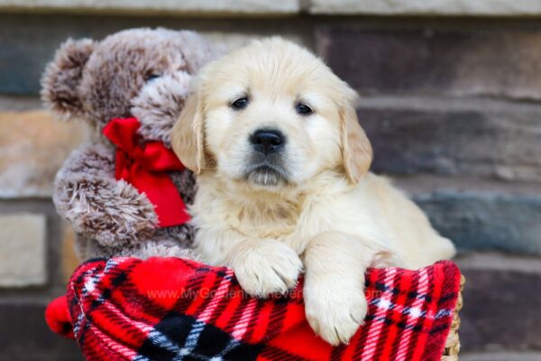 Image of Trent, a Golden Retriever puppy