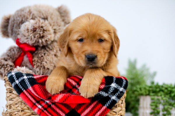 Image of Ugo, a Golden Retriever puppy