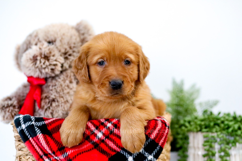 Ukraine Image of Ukraine, a Golden Retriever puppy
