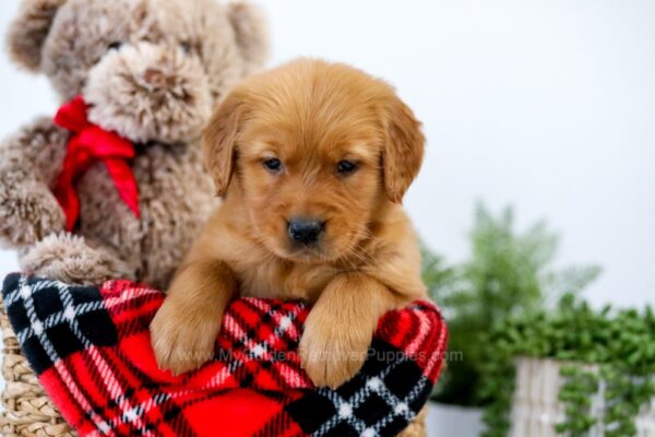 Image of Unicorn, a Golden Retriever puppy