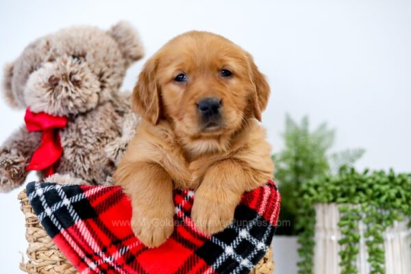 Image of Unique, a Golden Retriever puppy