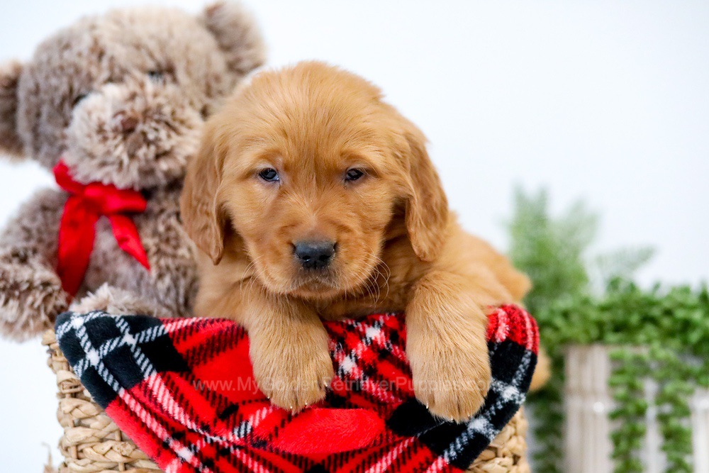 Uno My Golden Retriever Puppies uno-my-golden-retriever-puppies