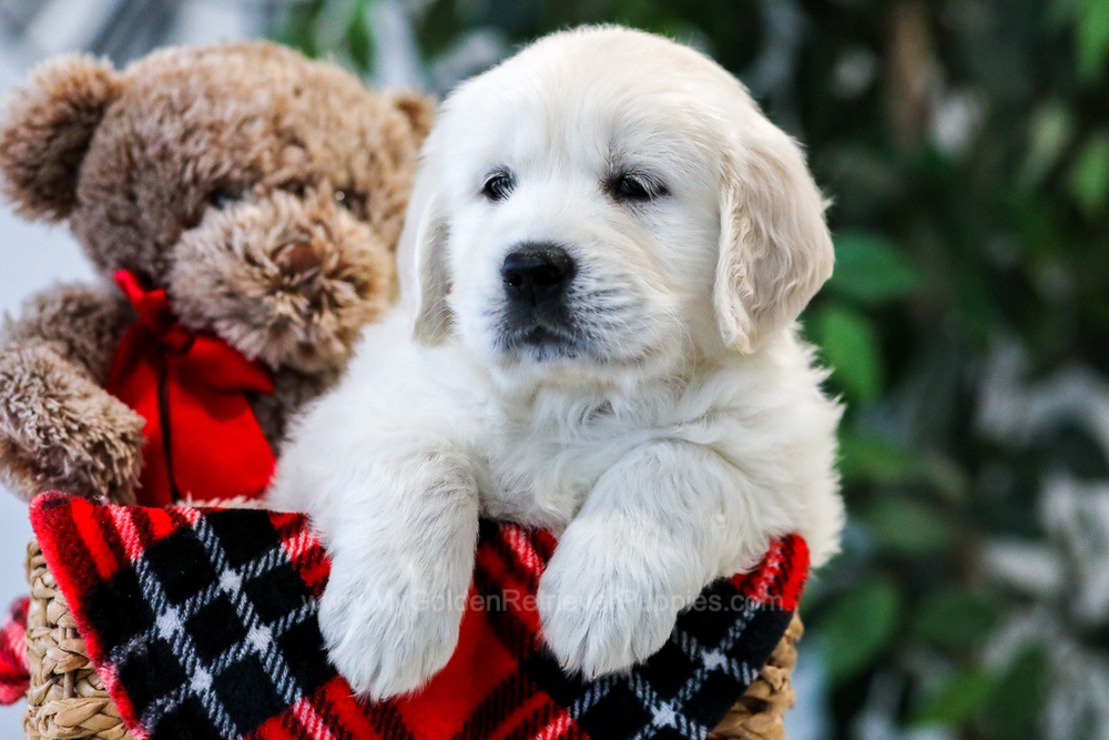 Vanilla Ice Image of Vanilla Ice, a Golden Retriever puppy