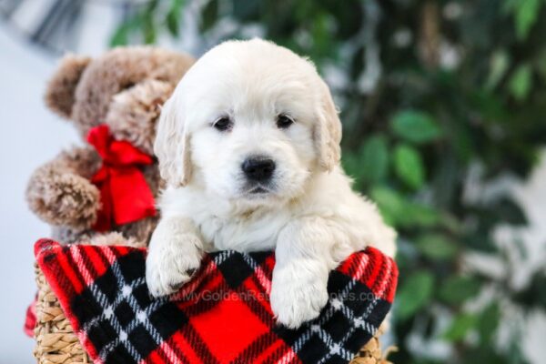 Image of Victoria, a Golden Retriever puppy