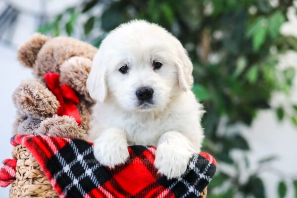 Image of Viking (trained), a Golden Retriever puppy