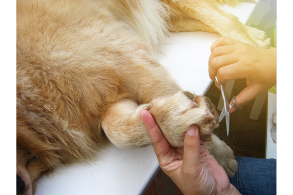 Picture of Grooming a Golden Retriever: A Practical How-To Guide
