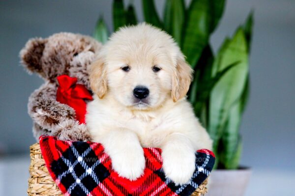 Image of Amber, a Golden Retriever puppy