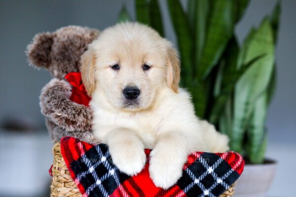 Image of Anna, a Golden Retriever puppy