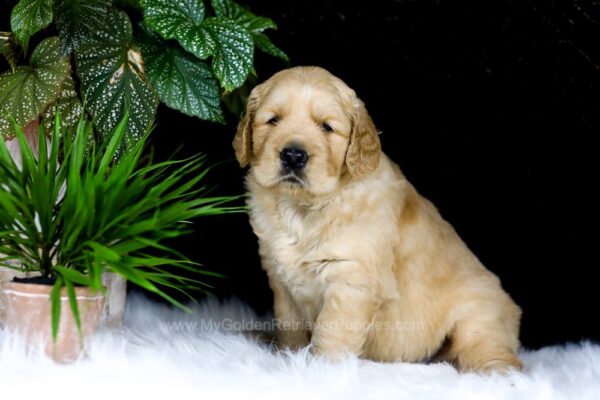 Image of Asher, a Golden Retriever puppy
