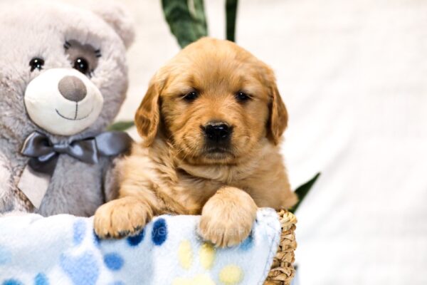Image of Barbie, a Golden Retriever puppy