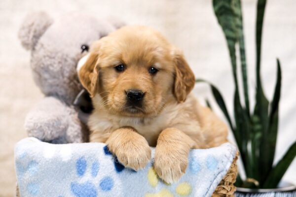 Image of Brooklyn, a Golden Retriever puppy