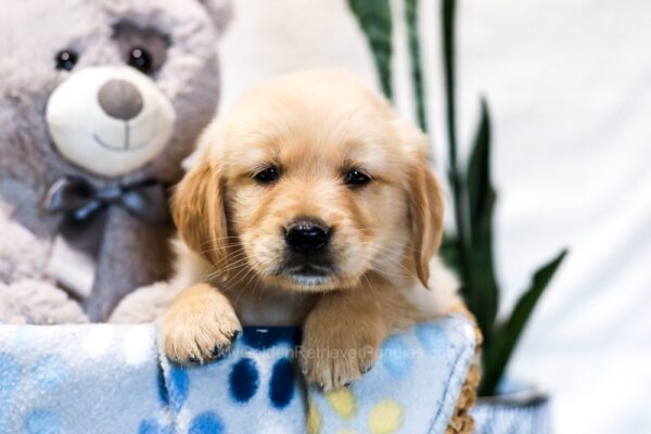 Image of Canyon, a Golden Retriever puppy