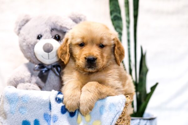 Image of Cash, a Golden Retriever puppy