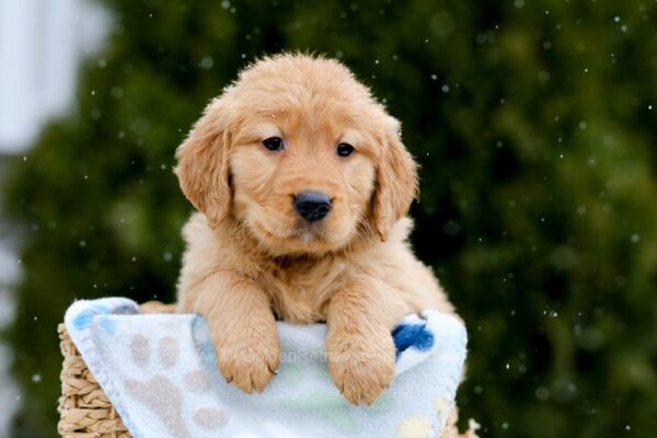 Image of Casper, a Golden Retriever puppy
