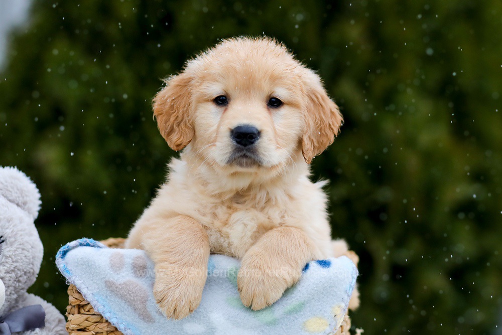 how smart are golden retrievers How Smart Are Golden Retrievers? A Detailed Look