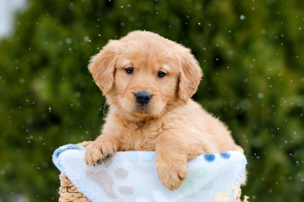 Image of Cooper, a Golden Retriever puppy