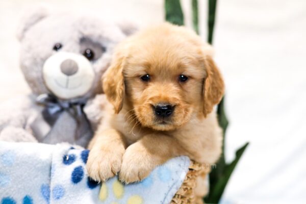Image of Crew, a Golden Retriever puppy