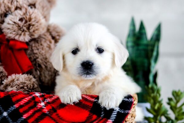 Image of Dahlia, a Golden Retriever puppy