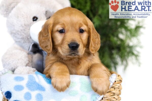 Image of Darla, a Golden Retriever puppy